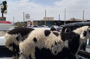 کشتارگاه صنعتی خاش آماده ذبح دام‌های قربانی است