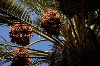 برداشت ۲ هزار تن خرما در سیستان و بلوچستان