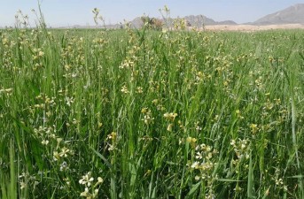 کشت گیاه دارویی زیره سبز در خاش