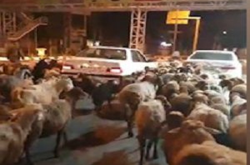 چرای دام در معابر شهری جرم است