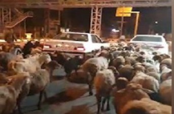 چرای دام در معابر شهری جرم است