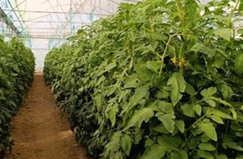بهره‌برداری از نخستین گلخانه ایروپونیک در هامون