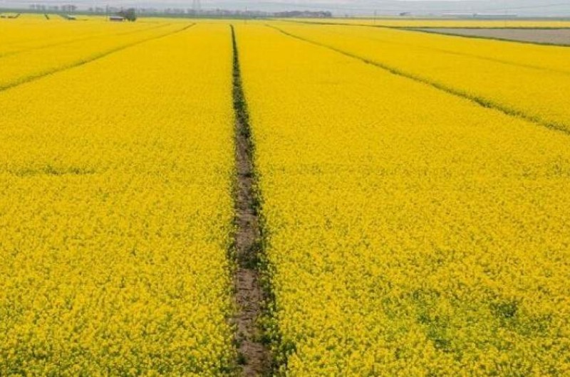 آغاز برداشت کلزا در سیستان‌وبلوچستان