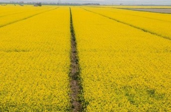 آغاز برداشت کلزا در سیستان‌وبلوچستان