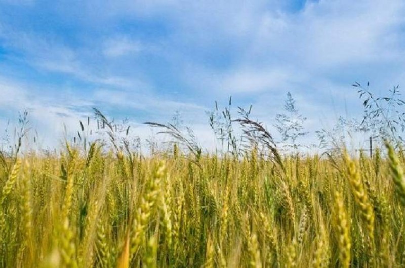 سرمایه‌گذاری بومی که زمین خشک را زنده کرد