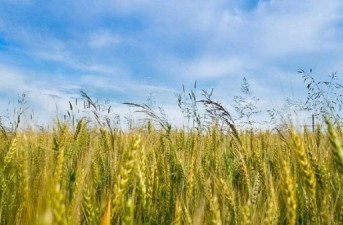 سرمایه‌گذاری بومی که زمین خشک را زنده کرد