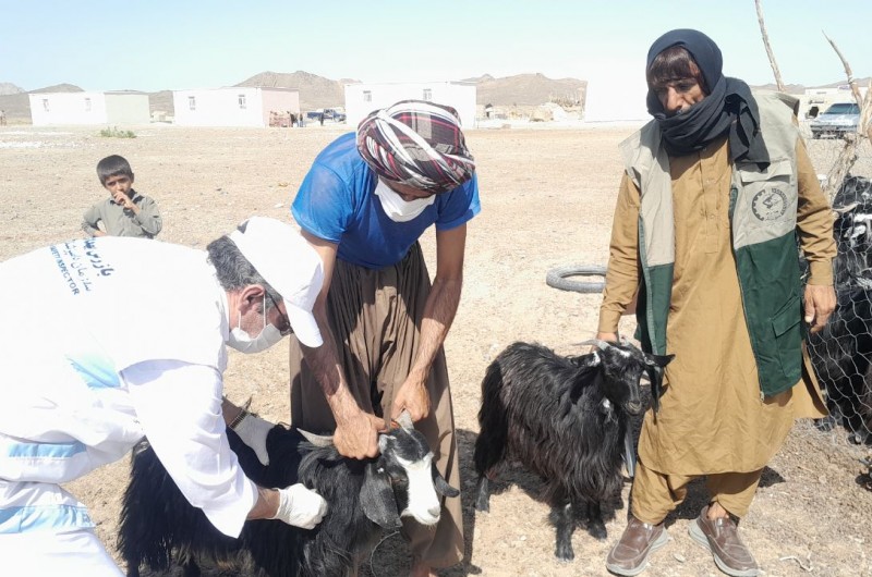 ۱۱۴ هزار رأس دام در خاش واکسینه شدند
