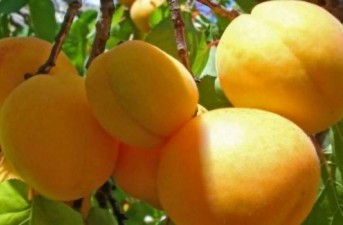 روزگار سخت عشایر ایرندگان خاش،بدون دسترسی به زیرساخت‌های اولیه زندگی