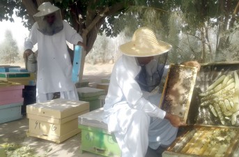 زنبورداری در خاش کسب‌وکاری سودآور با تولید سالانه ۷۵۰۰ کیلوگرم عسل