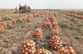 پیاز زمین‌های خاش در انتظار حمایت
