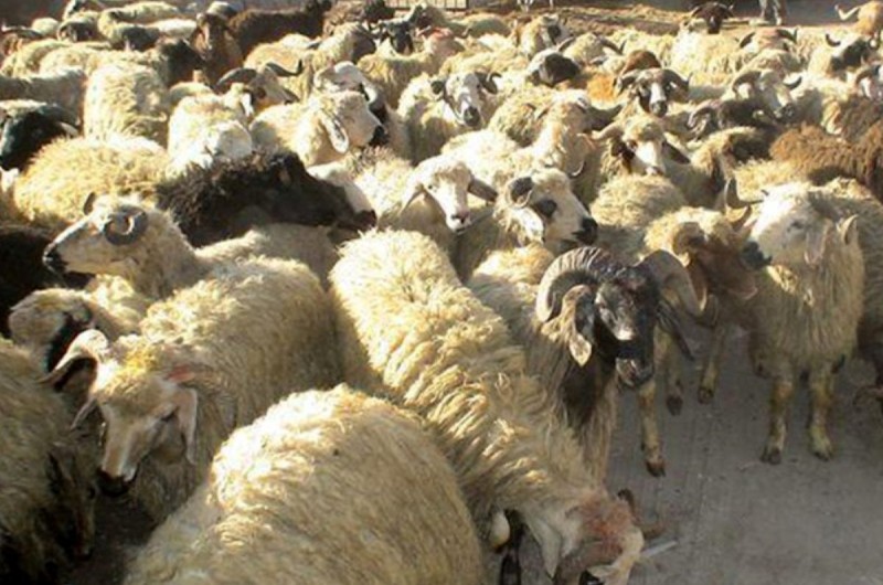 جریمه ۷۰ میلیاردریالی برای قاچاقچی دام