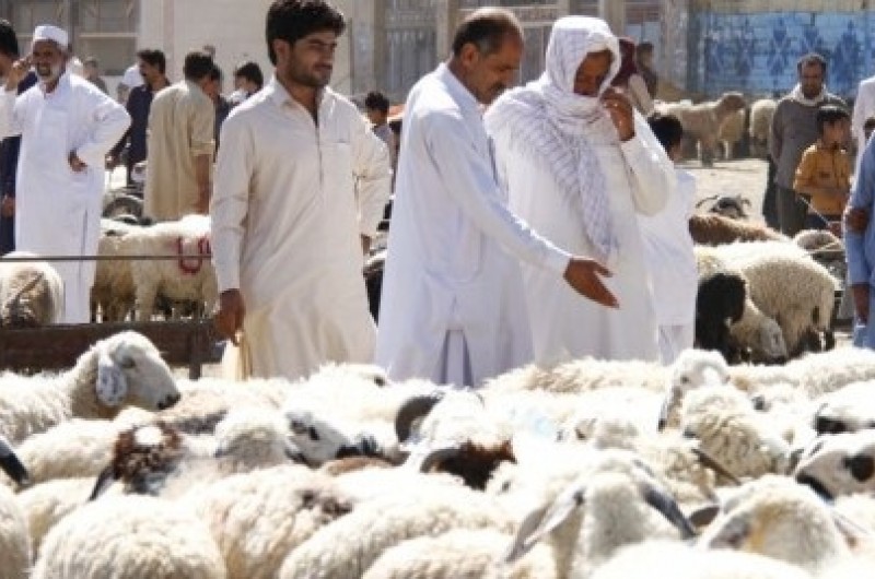 رعایت نکات بهداشتی در عید قربان، وظیفه همگانی است