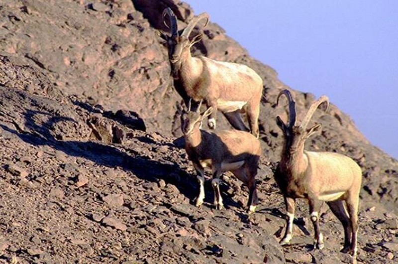 حفظ گونه‌های جانوری در منطقه شکار ممنوع بزمان