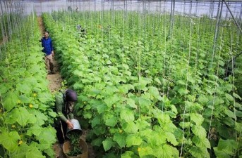 سیستان‌وبلوچستان چهارمین قطب گلخانه‌ای کشور شد