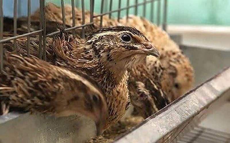 تحول صنعت طیور سراوان با سرمایه‌گذاری بخش خصوصی