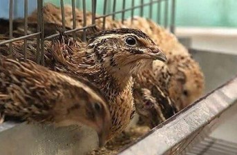 تحول صنعت طیور سراوان با سرمایه‌گذاری بخش خصوصی