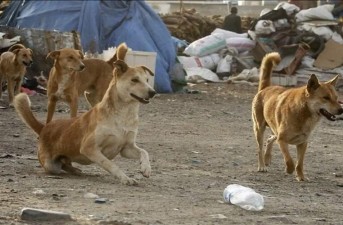 لاشه سگ‌ها تهدیدی برای سلامت است