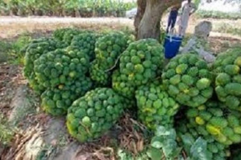 برداشت ۱۲ هزار تن انبه در سیستان‌وبلوچستان