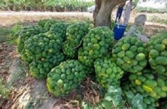 برداشت ۱۲ هزار تن انبه در سیستان‌وبلوچستان