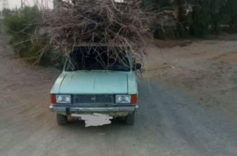 توقیف وانت‌های حامل چوب قاچاق گز در زهک
