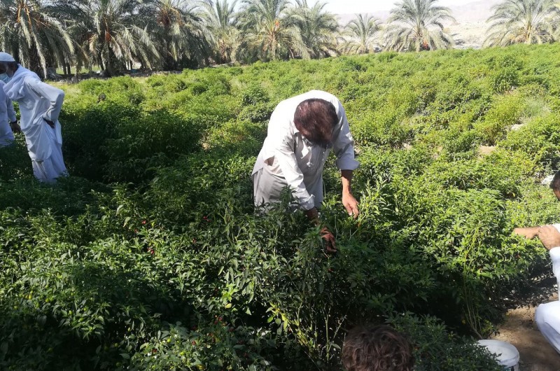 همدلی کوچک، تغییر بزرگ در زندگی روستای کارواندر