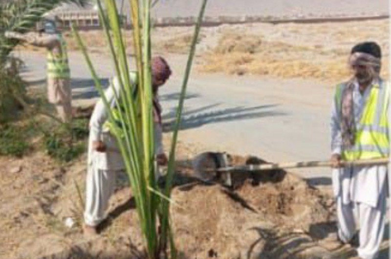 کاشت نهال خرما در معابر سطح شهرخاش