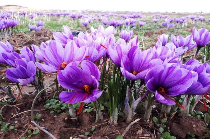 برداشت ۴۹ کیلوگرم زعفران از مزارع شهرستان زاهدان