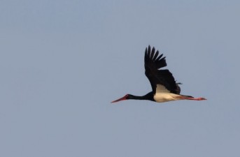 مشاهده لک‌لک سیاه پس از هفت سال در زهک