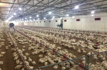 صنعت طیور پیشران اقتصاد محلی در سیستان‌وبلوچستان