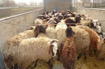 ظرفیت مناسب مرزهای سیستان‌وبلوچستان برای واردات دام زنده