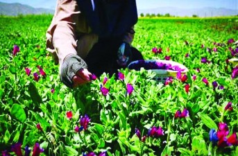 گیاهان دارویی، نسخه کم‌آبی برای کشاورزی سیستان‌وبلوچستان